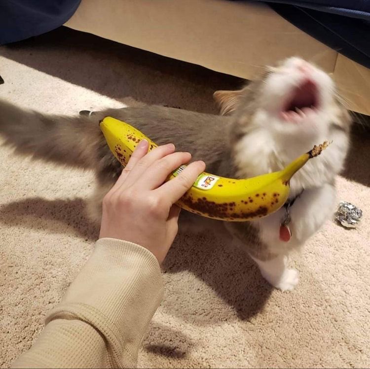 catpicsdealer's tweet photo. https://t.co/ONVu7syVm3
