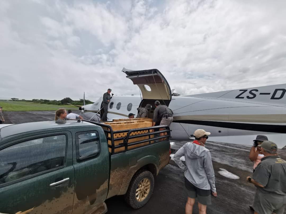 DainikSwadesh's tweet image. 12 नए अतिथि अब कूनो को अपना घर बनाने जा रहे हैं।  कल 18 फरवरी 2023 को, साउथ अफ्रीका से 12 चीते कूनो नेशनल पार्क में आएंगे।
  
#CheetahStateMP