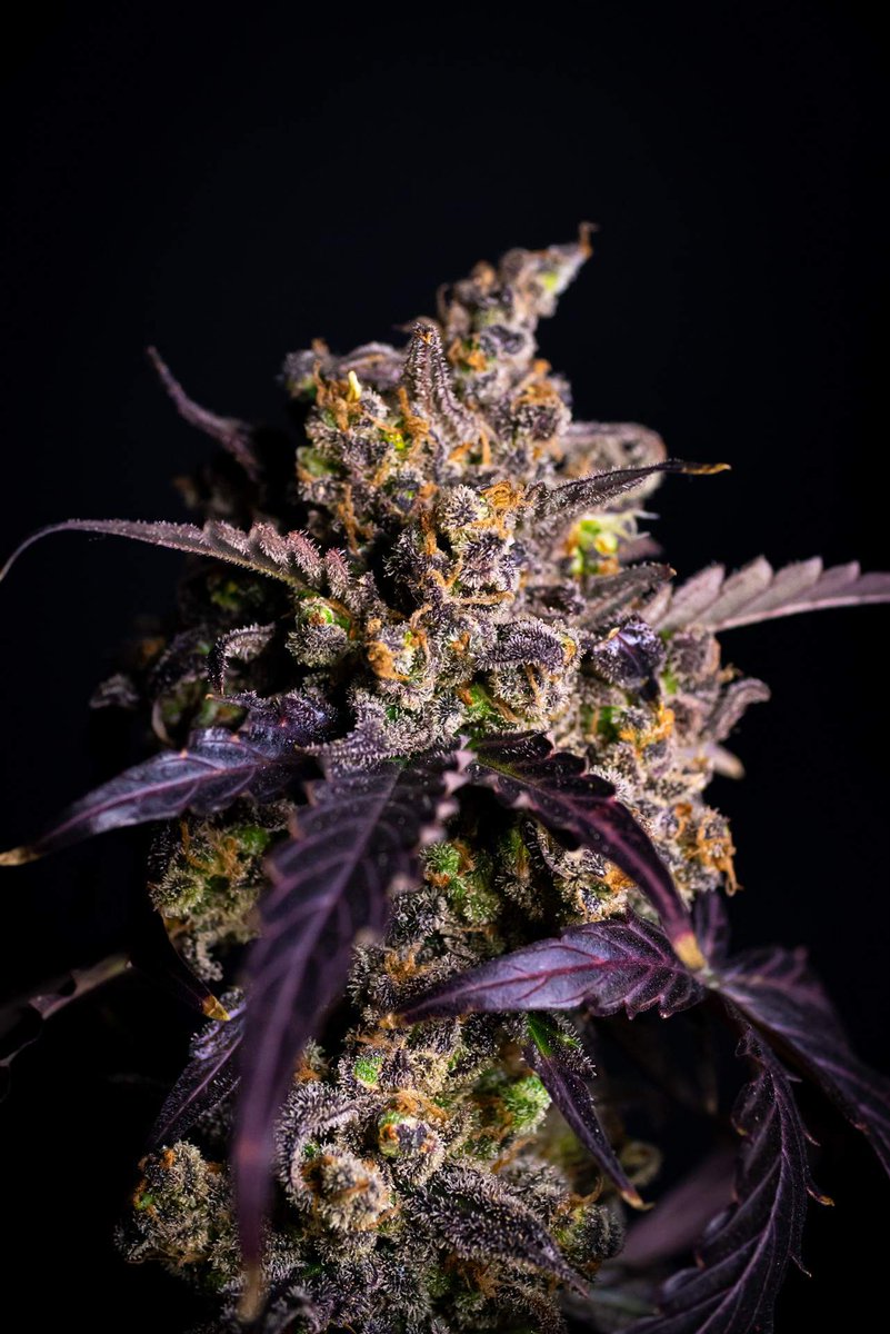 Green Gelato Automatic 🍦
THC: 24%
Type: Sativa 55% Indica 40% Ruderalis 5%
Effect: Clear, Physically Relaxing