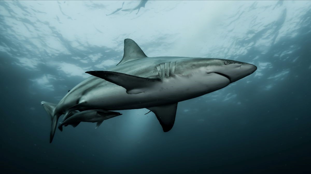 Two of our City &amp; County staff from Complete Care Amegreen are taking the plunge by doing a shark dive for charity.

The shark dive will take place on the 3rd March 2023.
 
If you would like to find out more and donate, visit their GoFundMe page ⬇

…-shark-dive-2023.justgiving-sites.com/team/CCASHARKS