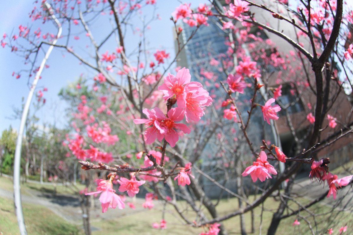 Moeshikakatanya's tweet photo. 帶實驗室的學妹出去練習用單眼拍照，順便玩玩看Canon 5D2 + Tokina的魚眼鏡頭，單反的參數調整真的需要練習，不過會很有拍照的感覺，好玩~~

調了三張圖，每張的FU都差很多，個人比較喜歡第一張的感覺(つ´ω`)つ

#櫻花
#Canon 
#5DII
#Tokina
#fisheye https://t.co/TyPPk85wsC