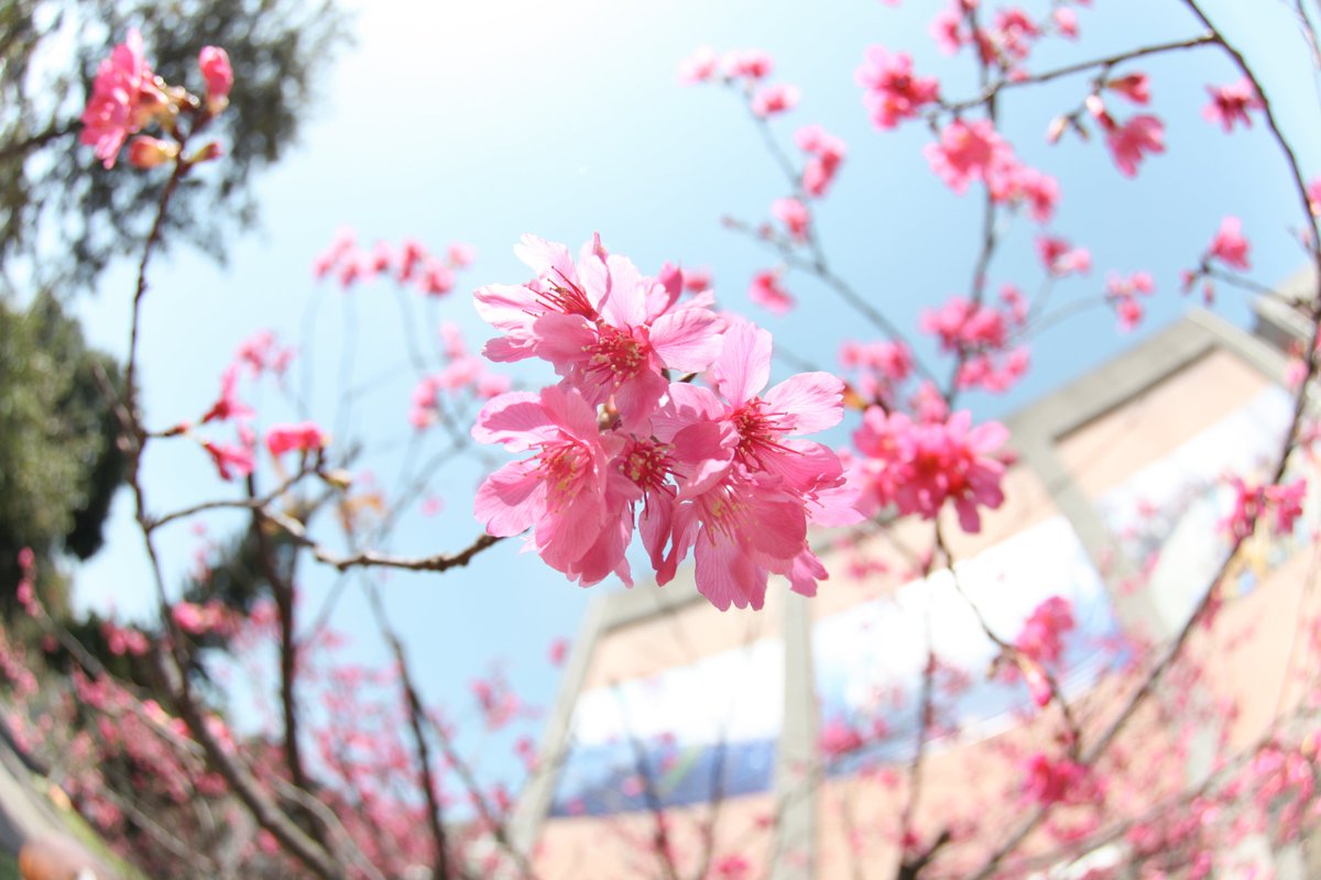Moeshikakatanya's tweet photo. 帶實驗室的學妹出去練習用單眼拍照，順便玩玩看Canon 5D2 + Tokina的魚眼鏡頭，單反的參數調整真的需要練習，不過會很有拍照的感覺，好玩~~

調了三張圖，每張的FU都差很多，個人比較喜歡第一張的感覺(つ´ω`)つ

#櫻花
#Canon 
#5DII
#Tokina
#fisheye https://t.co/TyPPk85wsC