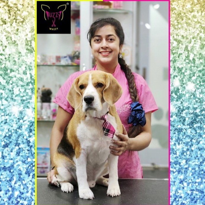 FuzzyRadhiya's tweet image. SCOOBY  Looking good 💓Groomed at @FuzzyRadhiya  🐩

To book your pets&apos; spa appointment 🙂 Kindly call / whatsapp on 9341433040 🙂

Visit us @ fuzzywuzzy.in

Follow @FuzzyRadhiya to know more about Professional Pet Grooming Services 😀
@doodle.thebeagle
#fuzzywuzzy