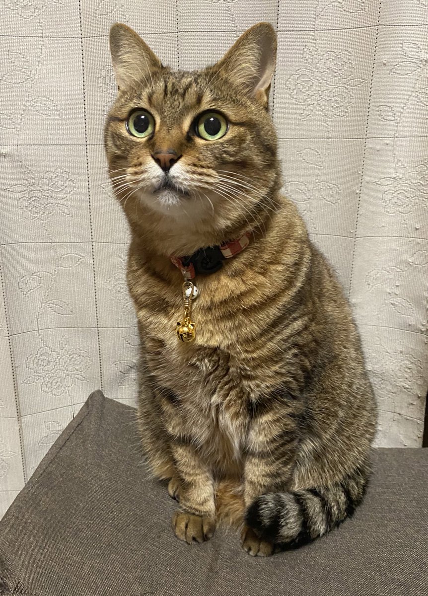 姿勢のいいこまち姉さん