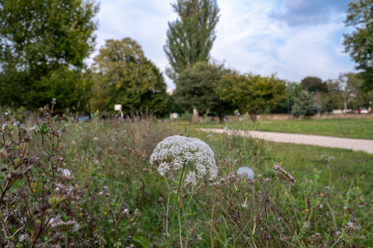VilleSaintDenis's tweet photo. VOUS AVEZ LA PAROLE | Dionysien·nes, participez à l'enquête menée par @Le_Museum ! 🌳
👉 Partagez votre rapport aux espaces végétalisés de la ville via ce questionnaire : https://t.co/EotXG1oHMe 
📷 Yann Mambert - Ville de Saint-Denis https://t.co/c2gF6EWVsu