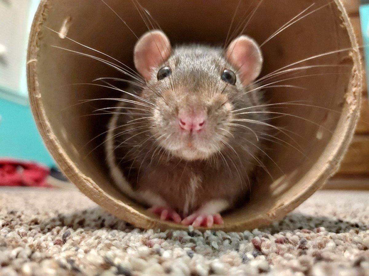 FancyTheSpider's tweet photo. Napkin!!
#rat #rats #petrat #petrats #ratsoftwitter #ratsontwitter #pet #pets #cuteanimals #petsoftwittwr #cutepets #petsontwitter #animalsontwitter #animalsoftwitter #animals #AnimalOfTheDay #animal #napkin #cutepet #cutepets https://t.co/AUdaBINRKD