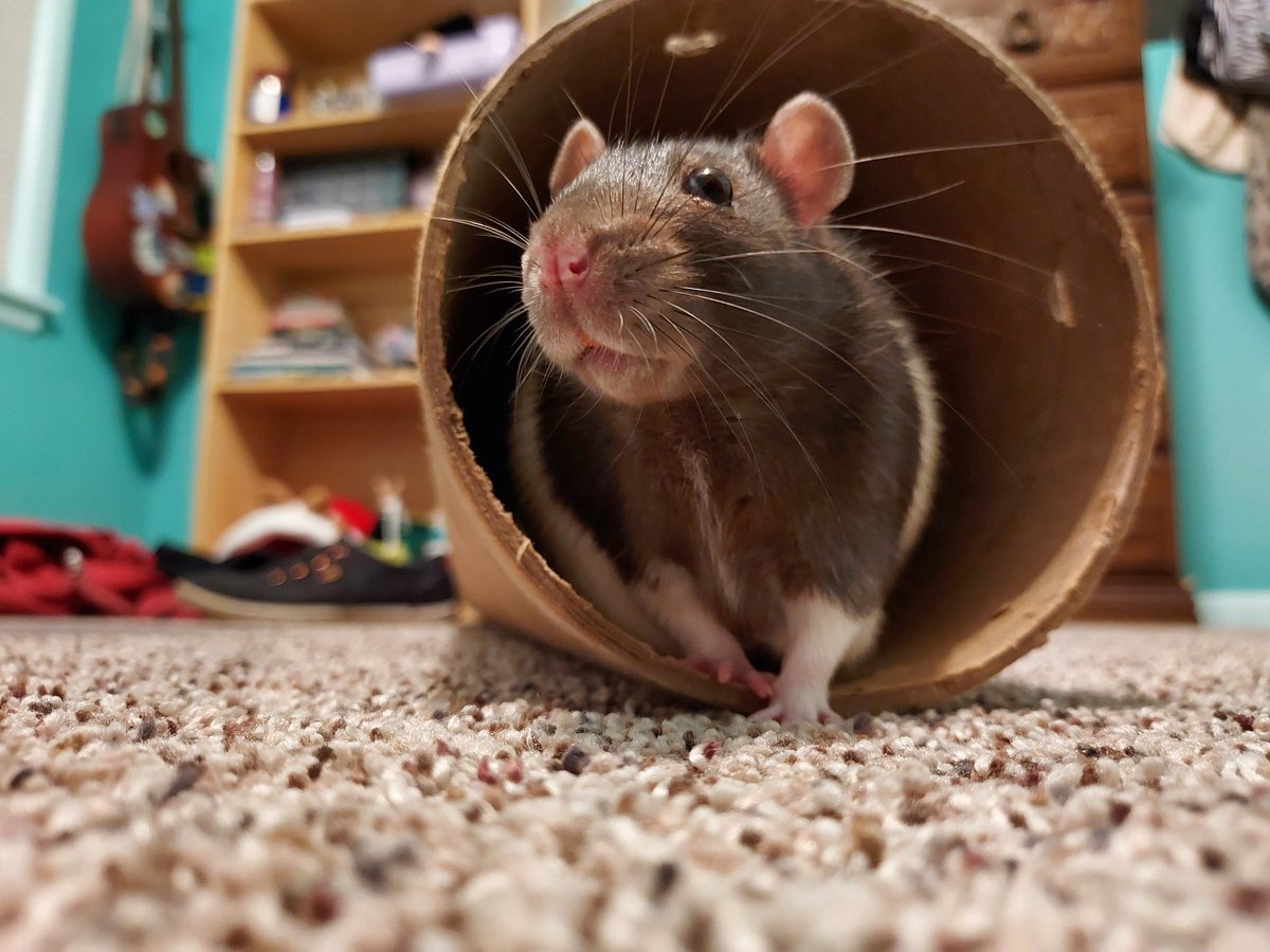 FancyTheSpider's tweet photo. Napkin!!
#rat #rats #petrat #petrats #ratsoftwitter #ratsontwitter #pet #pets #cuteanimals #petsoftwittwr #cutepets #petsontwitter #animalsontwitter #animalsoftwitter #animals #AnimalOfTheDay #animal #napkin #cutepet #cutepets https://t.co/AUdaBINRKD