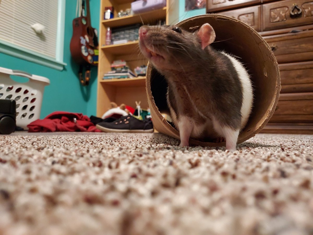 FancyTheSpider's tweet photo. Napkin!!
#rat #rats #petrat #petrats #ratsoftwitter #ratsontwitter #pet #pets #cuteanimals #petsoftwittwr #cutepets #petsontwitter #animalsontwitter #animalsoftwitter #animals #AnimalOfTheDay #animal #napkin #cutepet #cutepets https://t.co/AUdaBINRKD