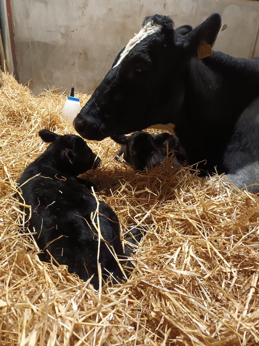 Lovely AA twins from this old lady last night❤️