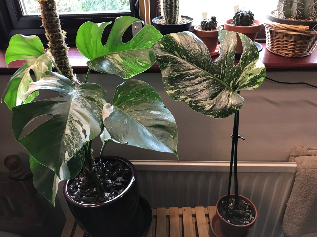 InkyLeviathan's tweet photo. @RaudhrAkai Here they are. Left is the usual variegated version and right is thai constellation version. It's a rooted cutting atm and is currently in the process of growing a new leaf. I'm really excited for it to be fully grown. https://t.co/Qug0maNHJ7