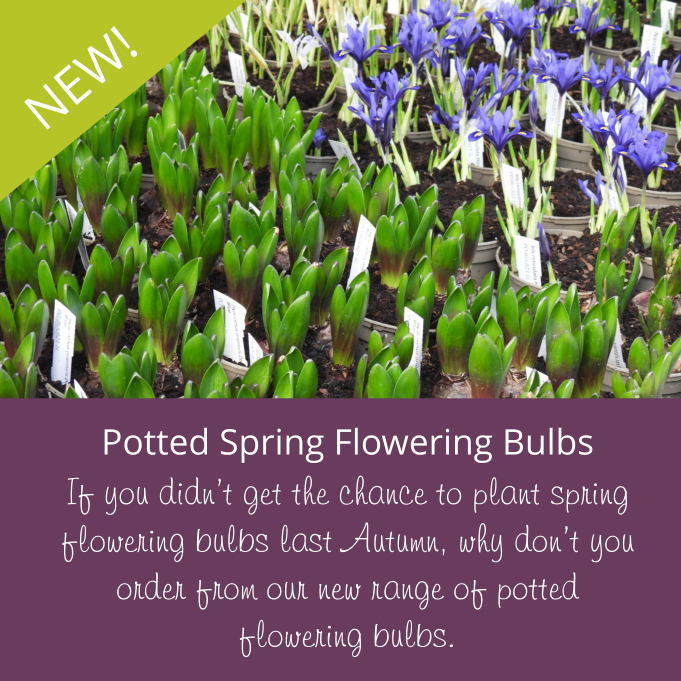 AshridgeTrees's tweet photo. Order your potted spring flowering bulbs. At fantastic prices, you can add instant colour to your garden borders, keep them in pots and place around the patio, or display inside on your kitchen windowsill. #springfloweringbulbs https://t.co/TO7bR6rlIa https://t.co/stKYDny0l8