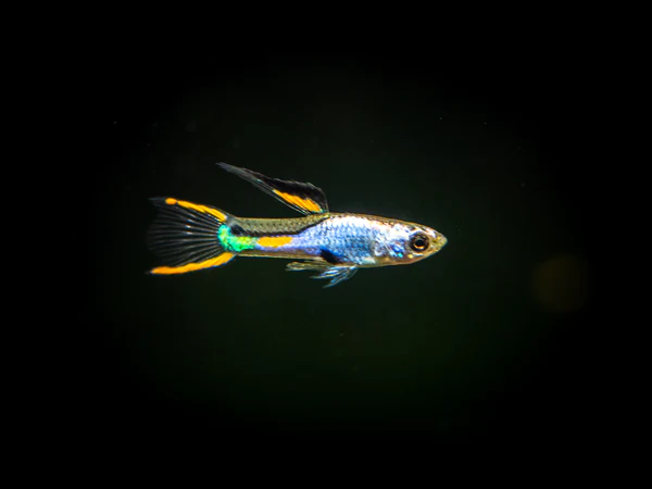 MercTerra's tweet photo. Guppies and endlers are beautiful
-El Silverado Endler
-Japanese Blue Gold Guppy
-Yellow Top Swordtail Guppy
-Yellow Tiger Endler https://t.co/GHtod0hVU5