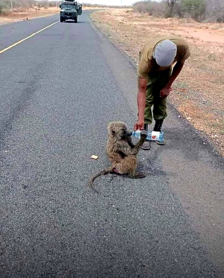 kulanpost's tweet photo. PHOTO: An administration police officer parked his vehicle in the distance, walked over with a bottled water in hand in a bid to satisfy a seemingly desperate monkey's quench for water amid biting drought in Northern Kenya.

[Photo/Facebook] https://t.co/lytEp1mvtE