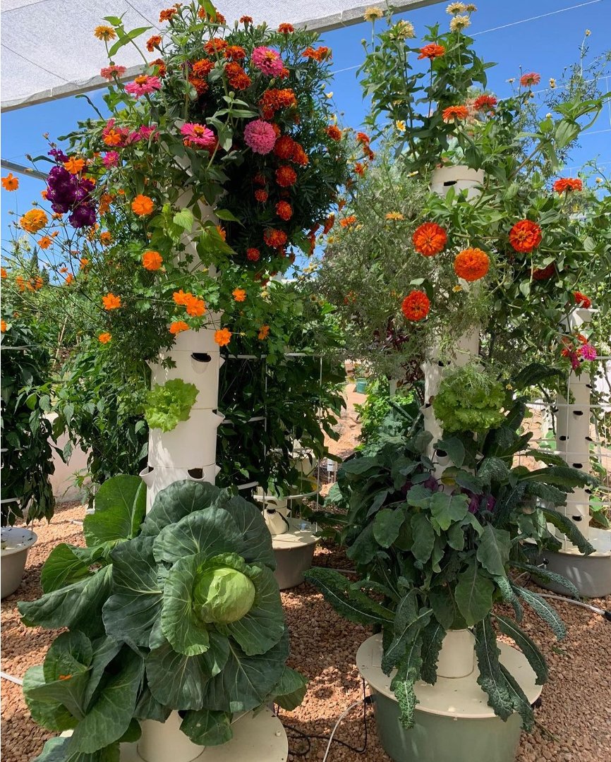 towerfarms_'s tweet photo. You can mix and match a variety of crops on a single Tower Garden since the irrigation cycles and nutrient dosages are the same for all crops grown. 🥗
📸https://t.co/IOjenXI5xe

#towerfarmstrue #towerfarms #aeroponicfarm https://t.co/UI6QUad0BD