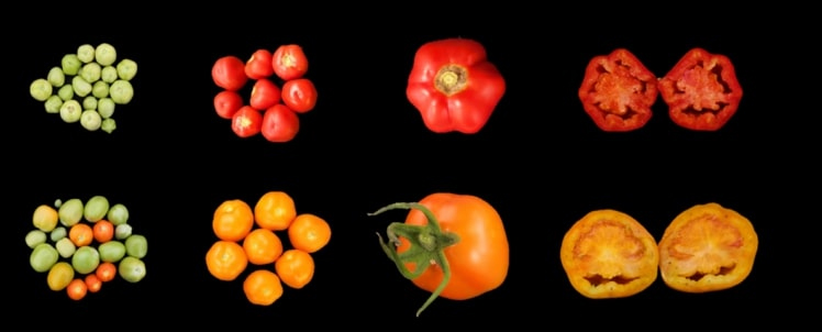 NewPhyt's tweet photo. Are #carotenoids the true colours of crop improvement?

Read the Letter by @JuanCa_rotenoid and Salim Al-Babili
📖 https://t.co/nuiJlVqZyo https://t.co/zivSPKJK2v