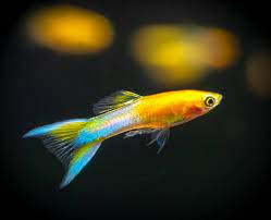 MercTerra's tweet photo. Guppies and endlers are beautiful
-El Silverado Endler
-Japanese Blue Gold Guppy
-Yellow Top Swordtail Guppy
-Yellow Tiger Endler https://t.co/GHtod0hVU5