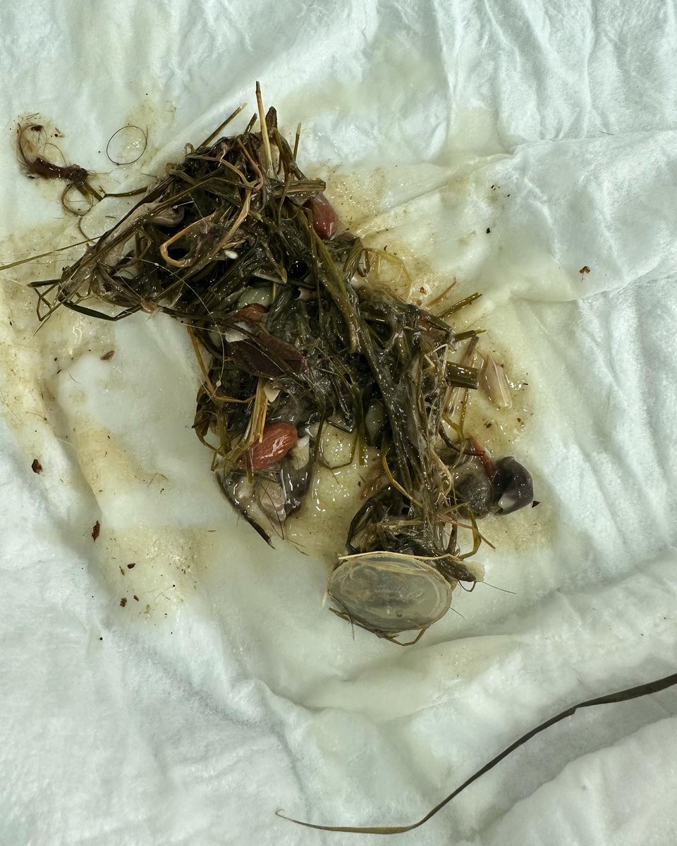 patiarkadas's tweet photo. 1m2 yerde merdiven altına koymuşlar.Bütün gün ağlıyordu.Midesinden bir sürü plastik çıktı. Şuan klinikte ,klinikten çıkınca gidicek yeri yok, 
Köpeklerle anlaşıyor
Kedilerle gözlemleyemedik henüz . Bu tatlı kıza Geçici ,kalıcı yuva arıyoruz.

🧿 İstanbul İnstagram @betulcetiny https://t.co/PjdjqczLjd