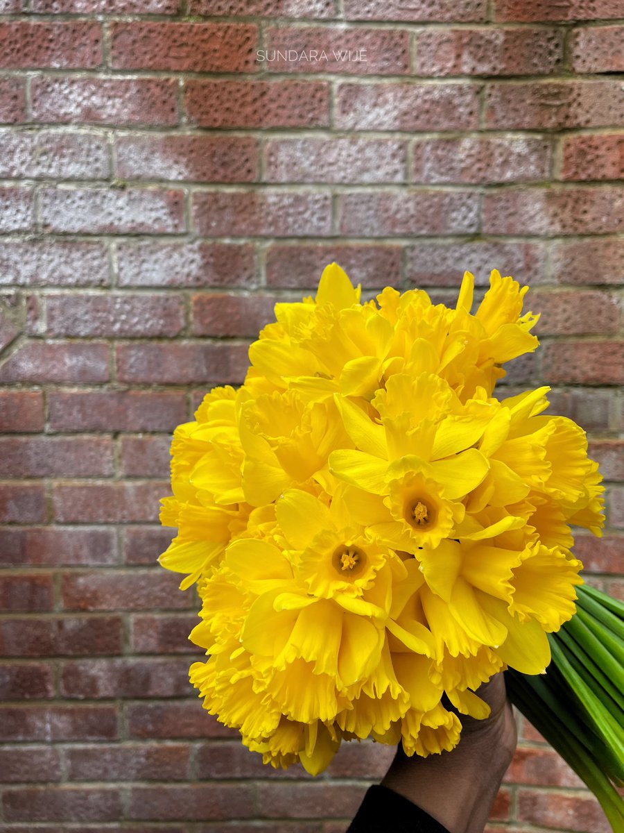 SundaraWije's tweet photo. Daffodils in winter ❤️ #daffodils #sundarawije https://t.co/iM6DdhGqNi