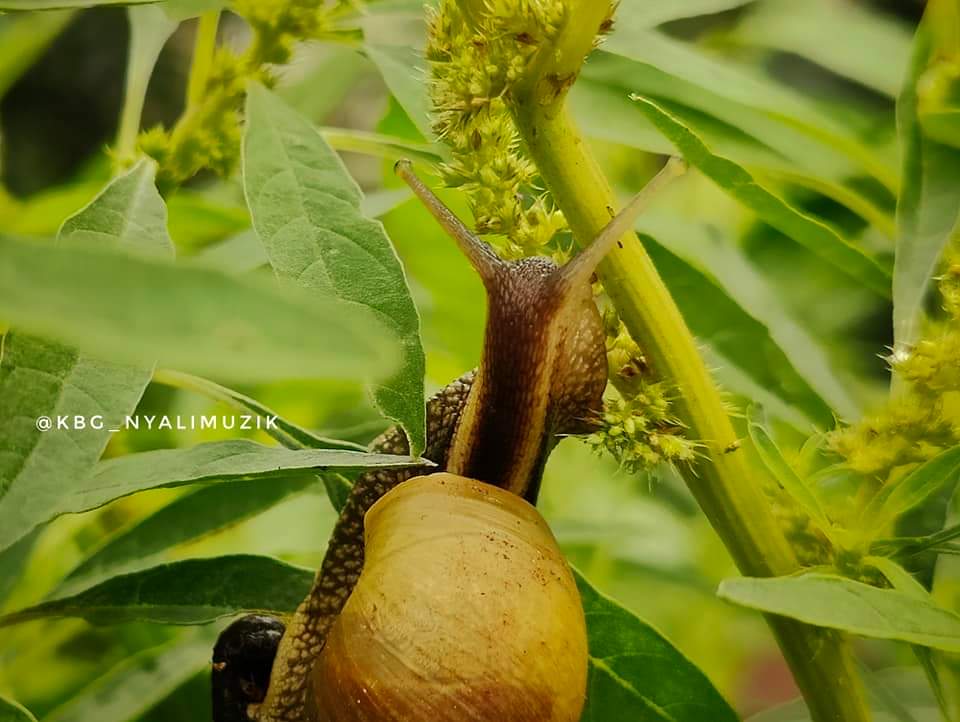 RootsMagAfrica's tweet photo. #Phonephotography🇲🇼
Photos captured by @kbg_nyalimuzik with #Oneplus 11📱
#Phonephotography #RootsMagazine265 #KBG #Nature #Oneplus11 #Generation265 #Malawi #wildlife https://t.co/juohXYofpu