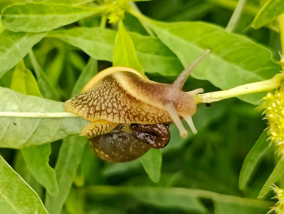 RootsMagAfrica's tweet photo. #Phonephotography🇲🇼
Photos captured by @kbg_nyalimuzik with #Oneplus 11📱
#Phonephotography #RootsMagazine265 #KBG #Nature #Oneplus11 #Generation265 #Malawi #wildlife https://t.co/juohXYofpu