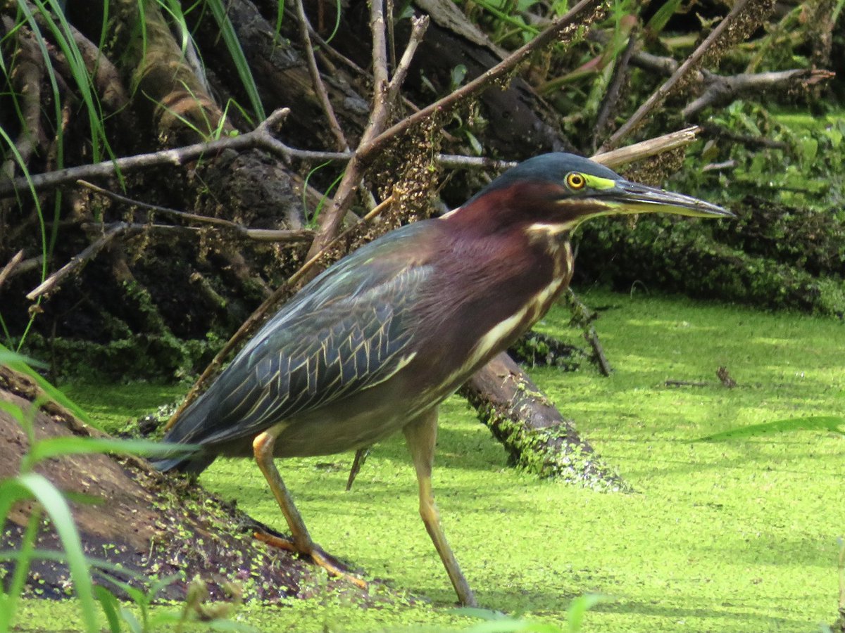 The Early Birding Walk this Saturday, 2/18 is open to all ages! Grab your tickets before they're gone. With 100 acres to explore, Oatland has a large diversity of birds that call it home.  Register at oatlandisland.org (oatlandisland.org)