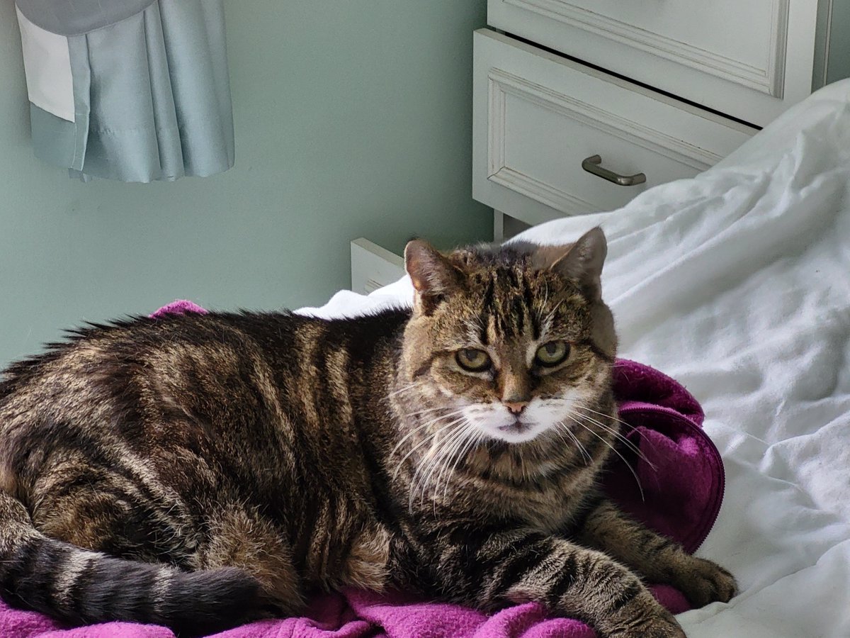 #RainbowBridge 
#RIPPepsie 
This Beautiful Girl has taken her run over the rainbow bridge today. 18 years of joy was wonderful for her human family. Would have loved 18 more❤️❤️❤️❤️❤️❤️