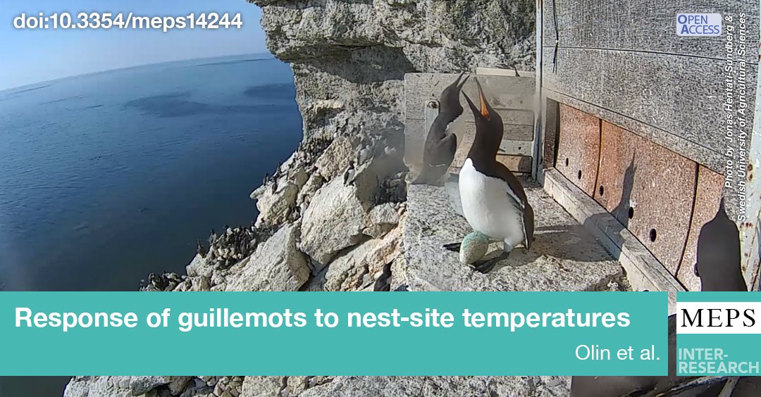 MEPS_IR's tweet photo. Common guillemots show reduced nest attendance &amp; increased risk of breeding failure during periods of high temperatures &amp; sun exposure. HighLatitude #Seabirds may be vulnerable to increasing frequency &amp; severity of heatwaves associated with #ClimateChange
https://t.co/NzxoBaXzIx https://t.co/D3khenOakT