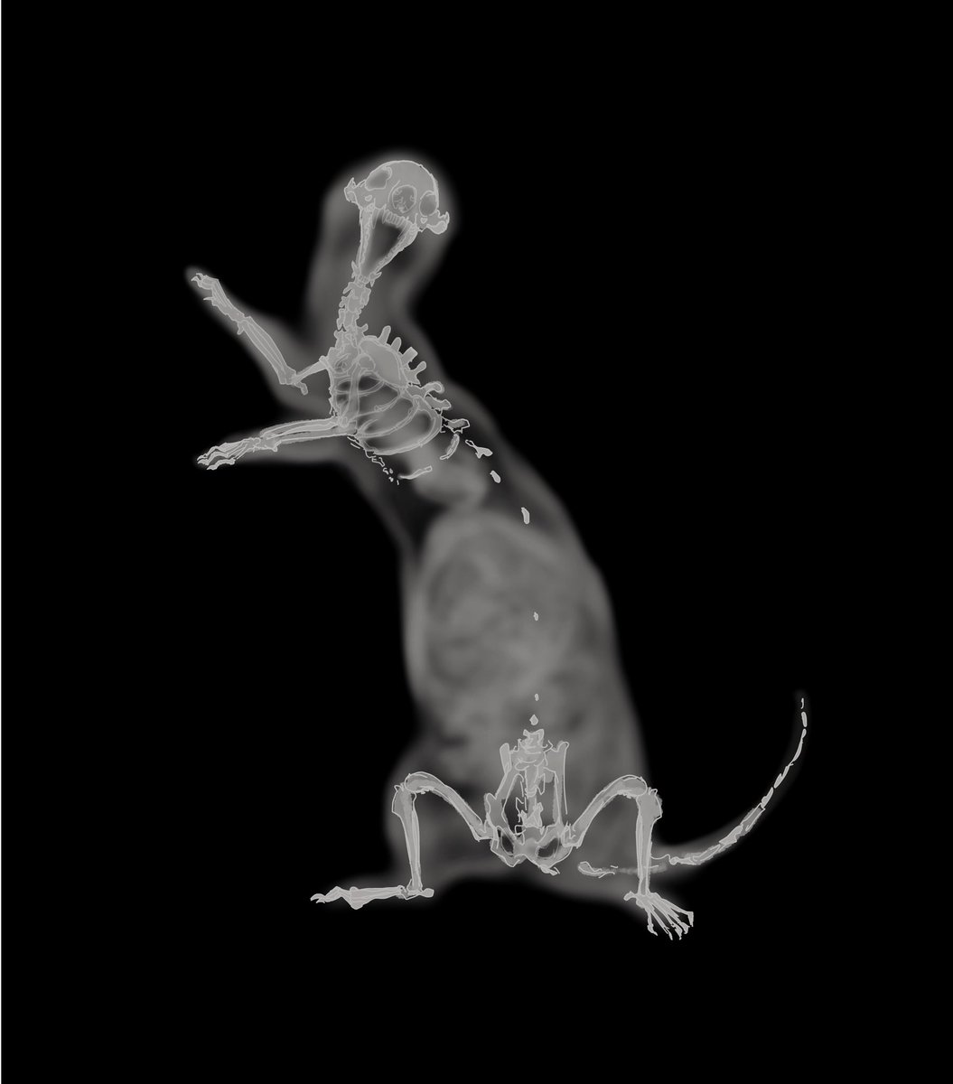 Ichigodawashi's tweet photo. Requested Ferret Doodle 
“A ferret taking an x-ray showing no spine!” https://t.co/nSwY1B4F17