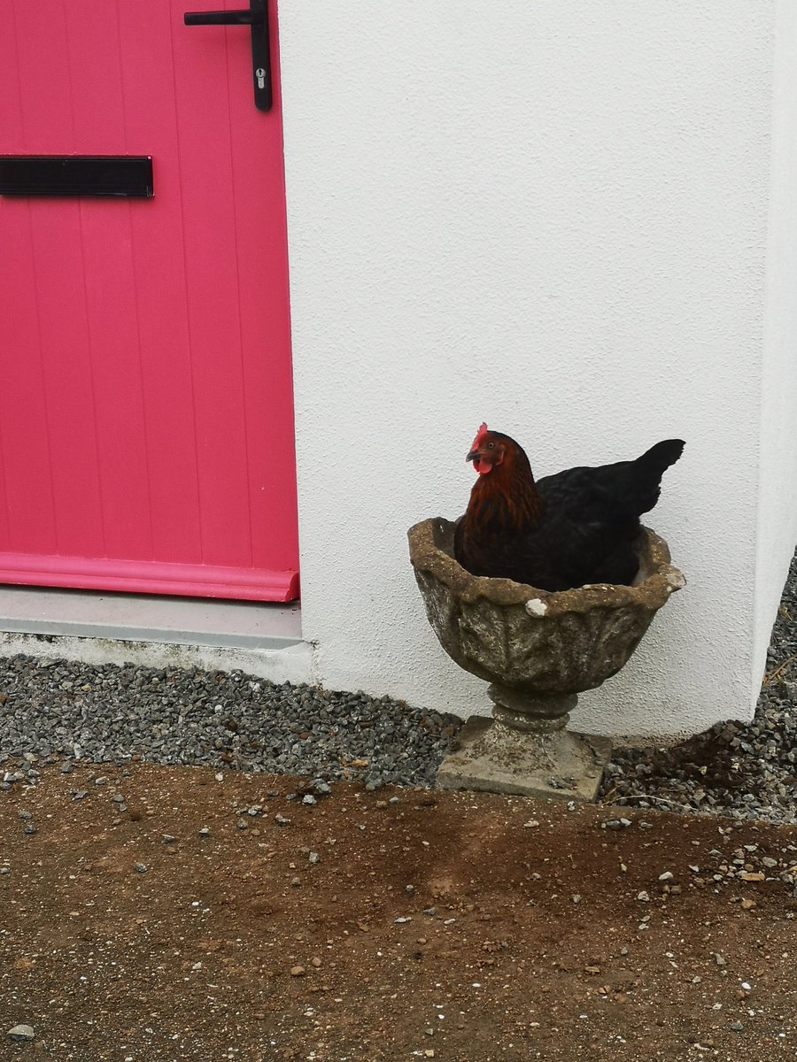 ThreePaddocks's tweet image. Egg delivery service......
