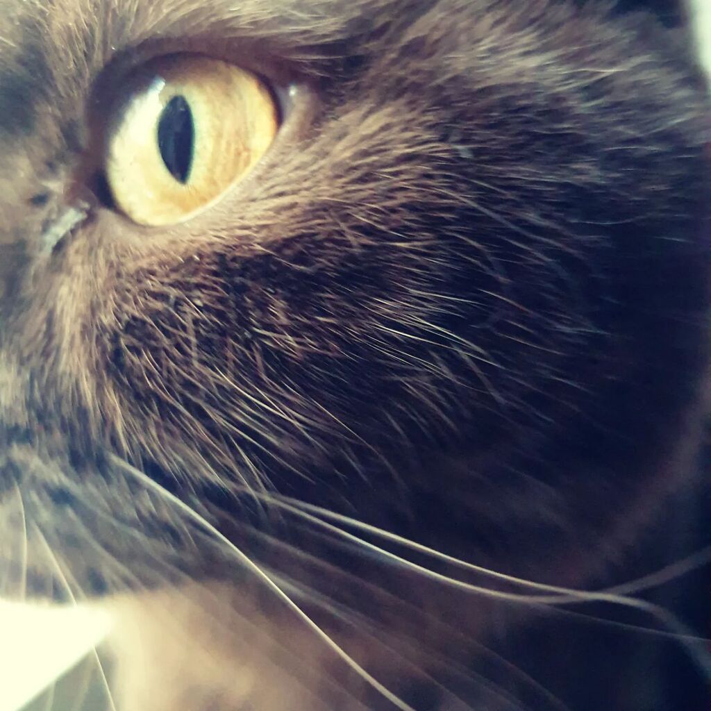 #giornatanazionaledelgatto  #giornatadelgatto 

Briwnie Glacee saluta!!! instagr.am/p/Cow3oJZIxTJ/