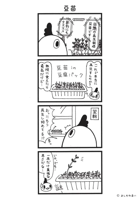 豆苗 
