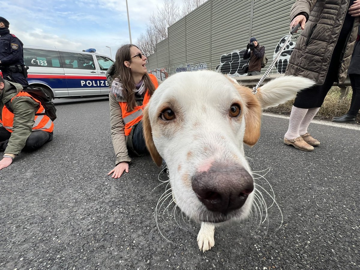 DanniPilger's tweet photo. 17.2.23 Martha von @letztegenAT während der Blockade in Wien mit einem Hund von den #dogsforfuture 😀 #letztegeneration https://t.co/2Mvzpr4Pcw  #tempolimit #dogsofinstagram #tempo100 #verkehrswende #autokorrektur #letztegenerationösterreich #lastgeneration #vienna #austria https://t.co/UWhRXWp1Xp