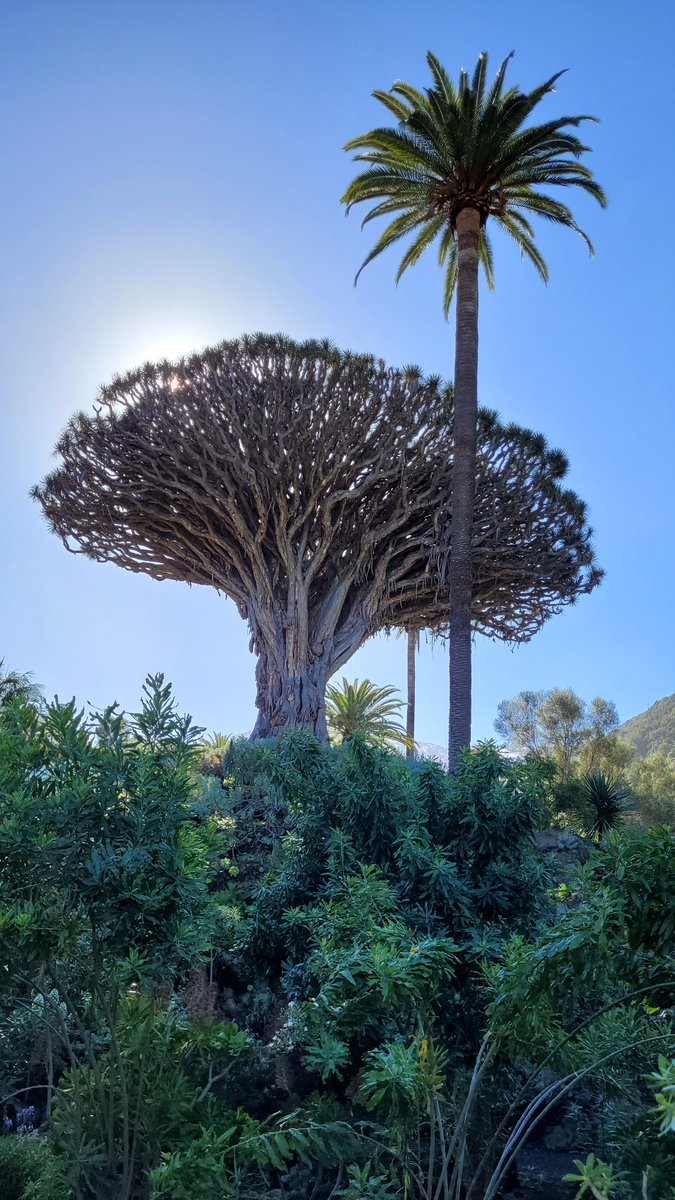 TimmermansPeter's tweet photo. The iconic 1000+ year old El Drago, Dracaena draco of Icod de los Vinos, Tenerife https://t.co/7scr6H4T1e
