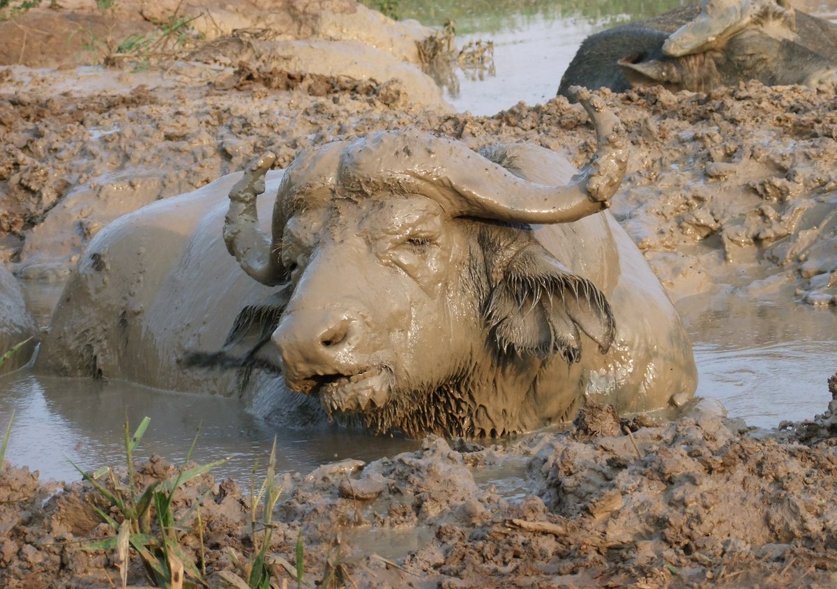 AkankwatsaOliv2's tweet photo. Animals cover their bodies in mud for many reasons.Wallowing acts as a cooling method. Mostly Warthog,buffalo,Rhinos spend time lying in mud-wallows to #Reduce their #body temperature. thereafter #retreating to a shady area out of the sun.@KapimpinaM ,@Ugandawildlife. https://t.co/LDPLdH4W98