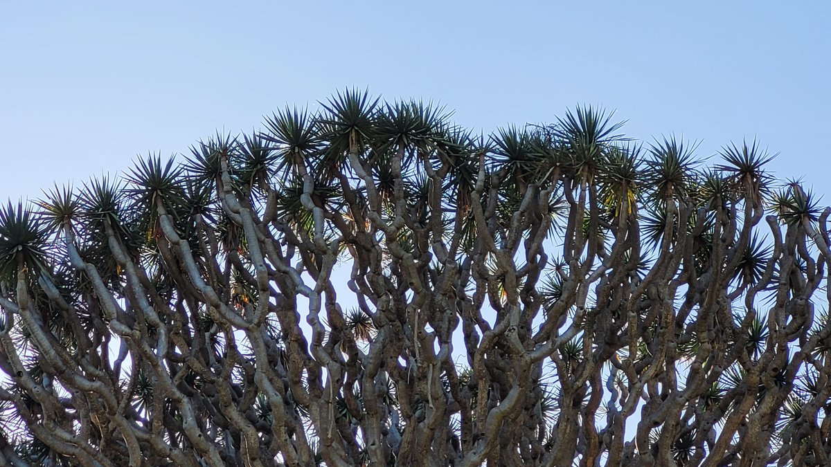 TimmermansPeter's tweet photo. The iconic 1000+ year old El Drago, Dracaena draco of Icod de los Vinos, Tenerife https://t.co/7scr6H4T1e