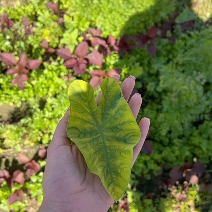 في أحيان كثيرة..
محدودية الشيء عندك و اللي تشوفه نقص، يصنع منك شخص مميز و فارق🌟✨