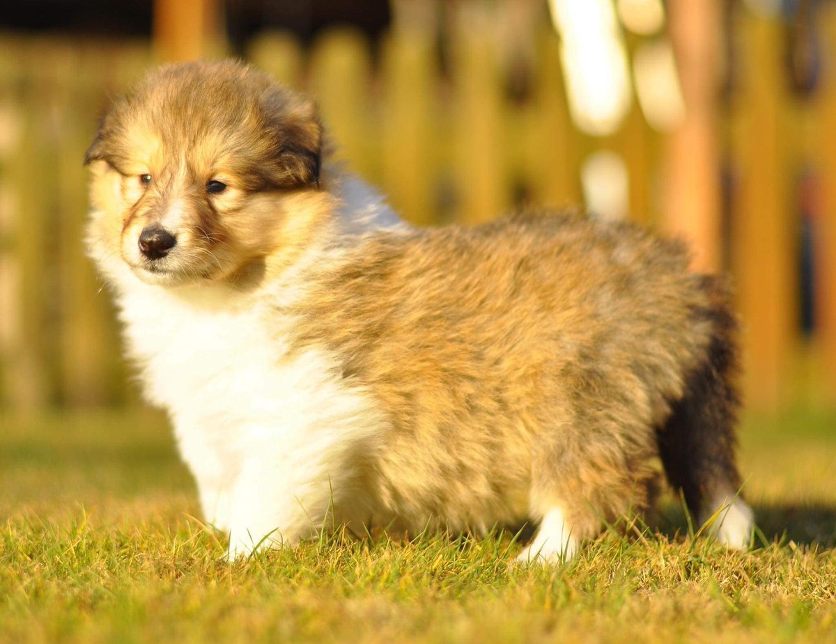 disasterpuppet's tweet photo. @Moth_Sprout My babygirl, Chevy. Also including our upcoming family member, Sky. Lil poofball. https://t.co/sKr2hjtK1u