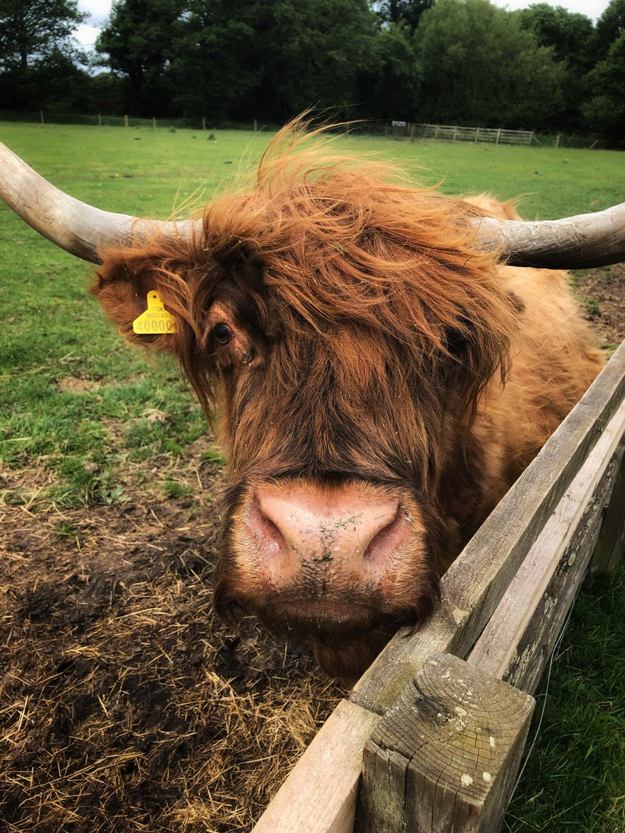 joymarie_h's tweet photo. #highlandcow #cowphotography #Farmland #windmillfarm https://t.co/CFjNhI6kT6