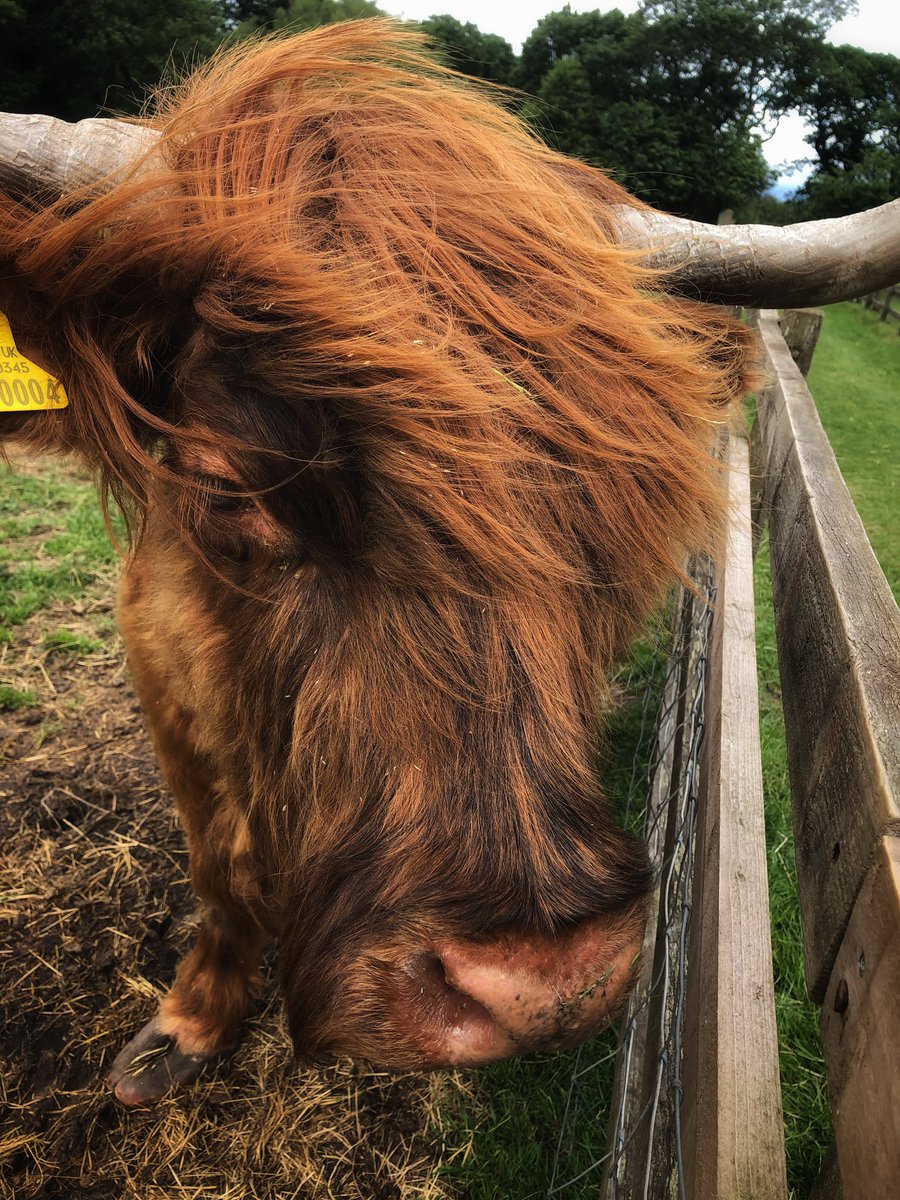 joymarie_h's tweet photo. #highlandcow #cowphotography #Farmland #windmillfarm https://t.co/CFjNhI6kT6