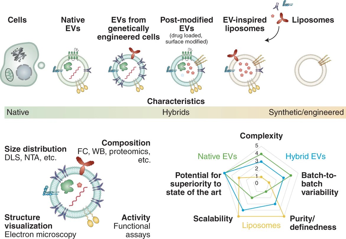 Our Extracellular vesicles (EVs) collection features selected articles from across Nature Portfolio jornals covering recent progress in EVs, EV-mediated cell–cell communication, methods &amp; advances in clinical translation of EVs.

👉nature.com/collections/hj…

#ExtracellularVesicles