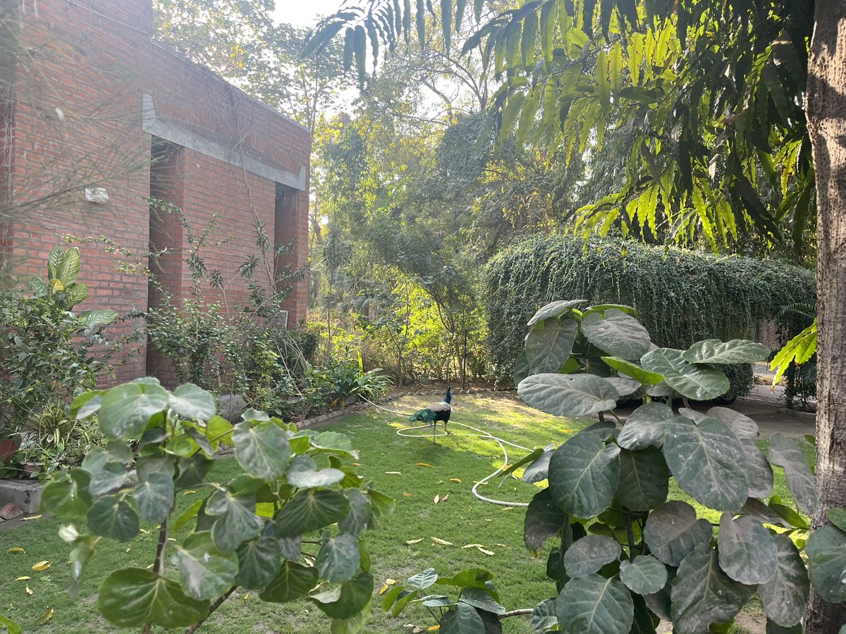 A peacock randomly chilling at some professor’s backyard https://t.co/Bw5R26RFPS