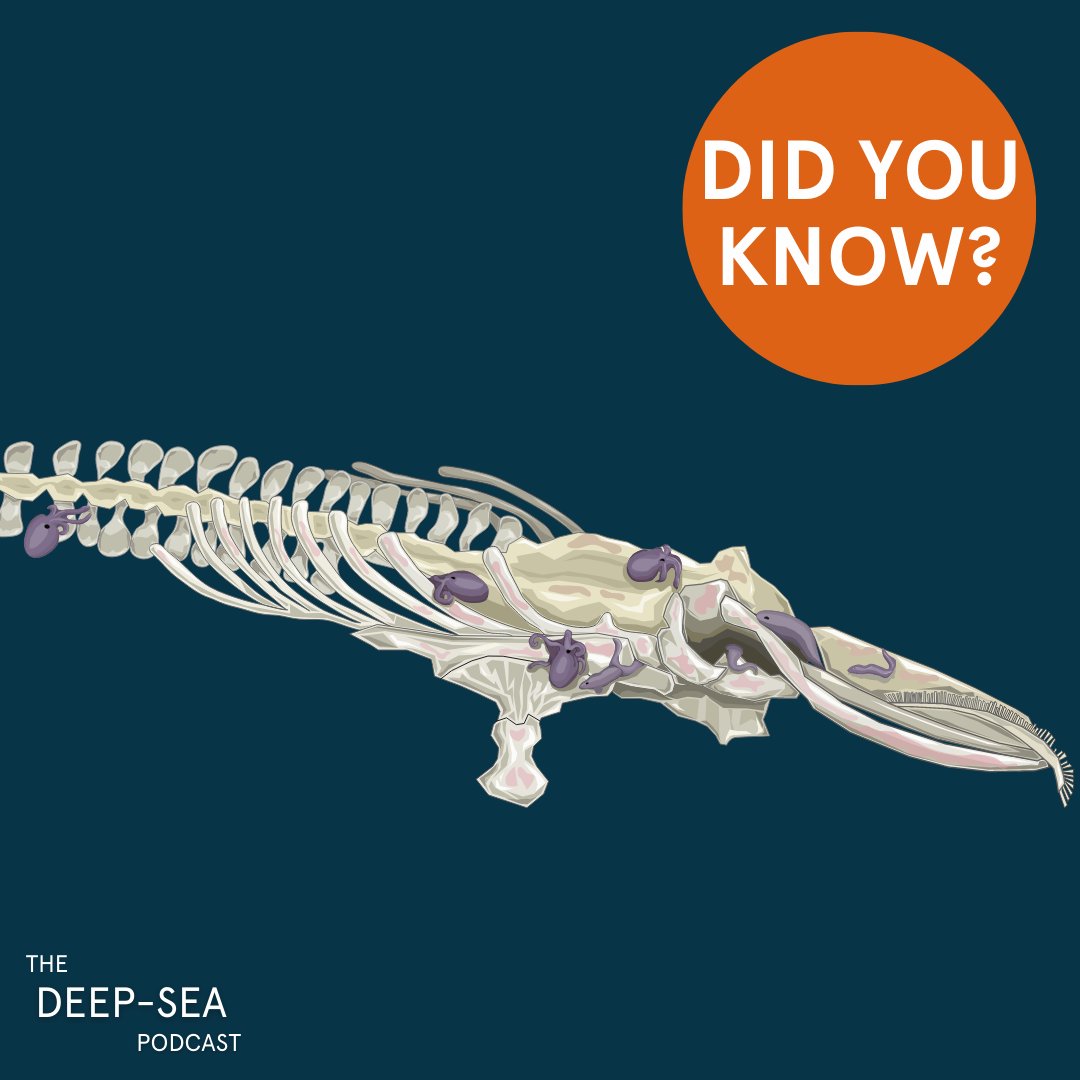 The Deep-Sea Podcast on Twitter: "🪱DID YOU KNOW?🪱 Male Osedax worms are ...