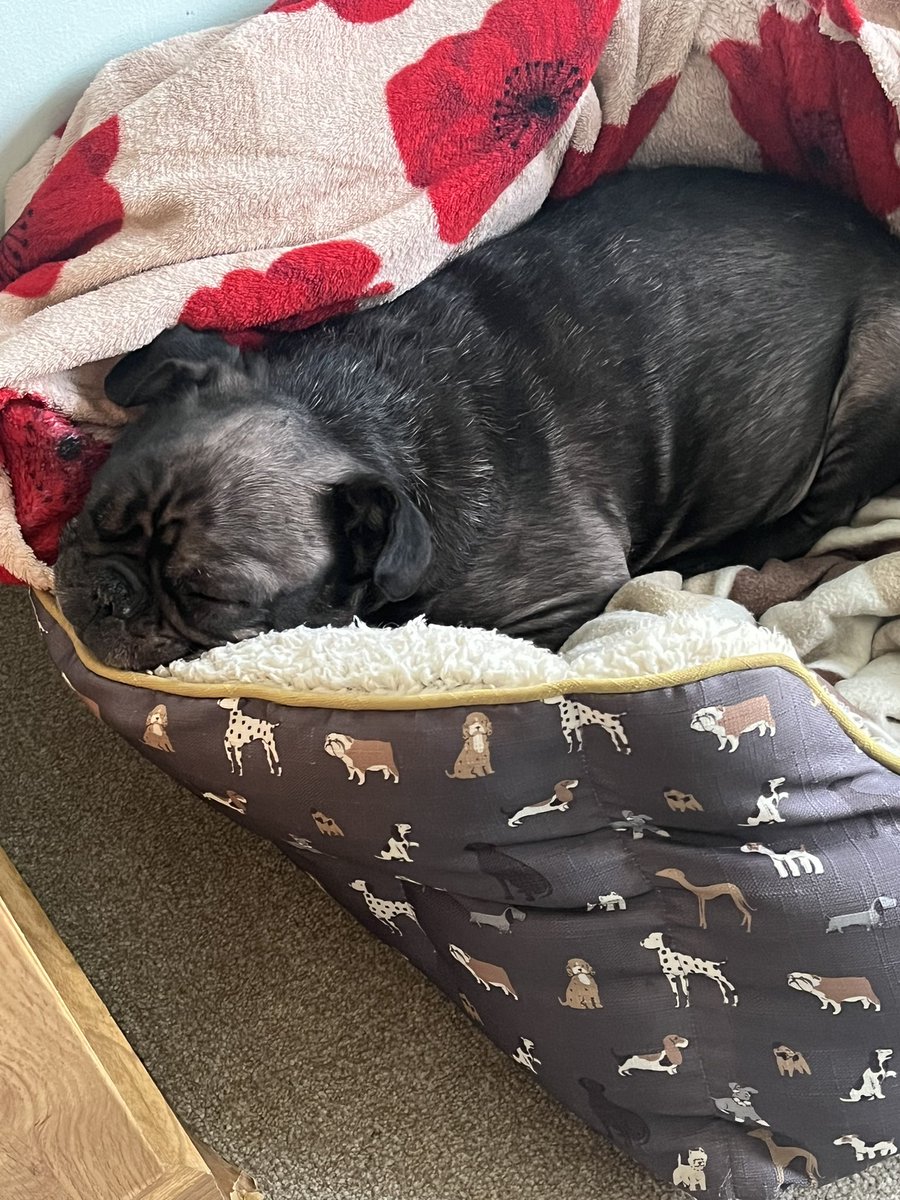 lisabllmy's tweet photo. @KazBrown48 Ozzy has also been very busy ‘working out’ this morning (he hasn’t! 🤣)

#FrenchBulldog
#BoneIdle
#PoorlyBoy https://t.co/sm3rxKwHkY