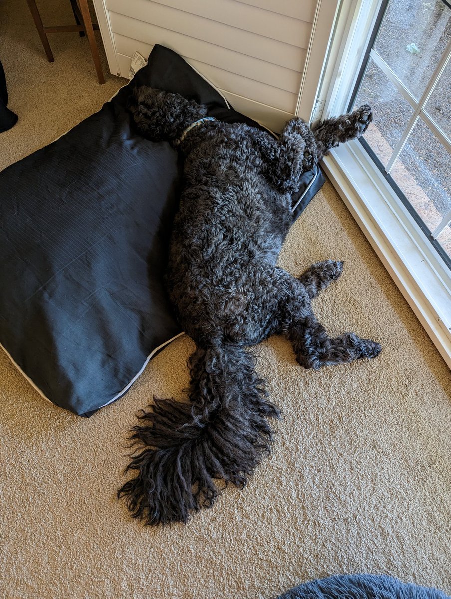 ozippy's tweet photo. @rimazima Haha, bro...  His name is Orli. And his brother is Loki. https://t.co/egsmNUoawH