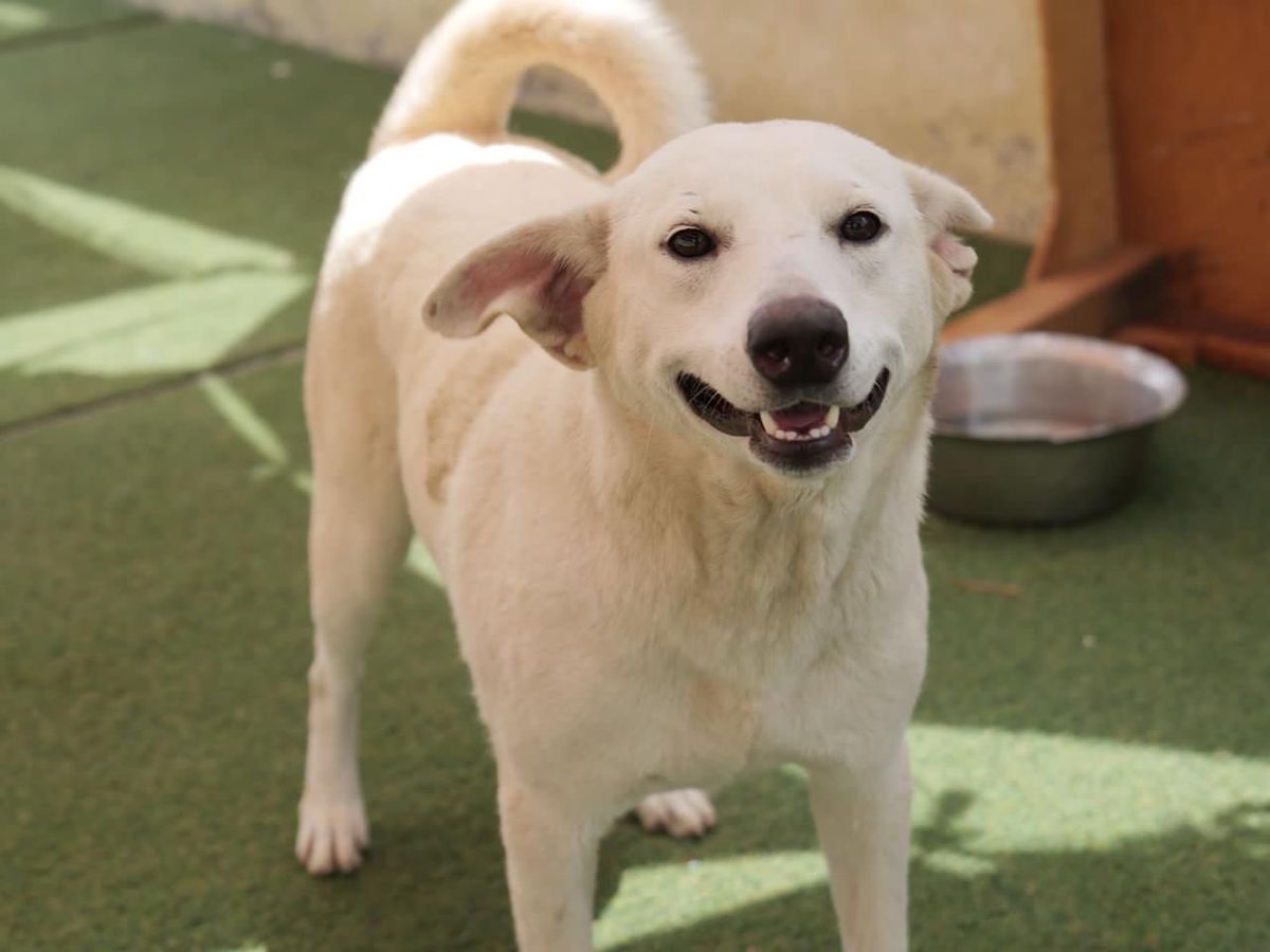 kawfoundation's tweet photo. Everyone needs that ray of ‘Sunshine’ in life, don’t they?

This beautiful girl you see here is Sunshine. She's 2.5-3years old is vaccinated, sterilised &amp; completely healthy. 

To adopt:
WhatsApp: +91 9560470202 
https://t.co/8J4ZQJpHdv

https://t.co/nvZE5h5xJp
#Adopt #Fyp #Dog https://t.co/UINdh3ODLm