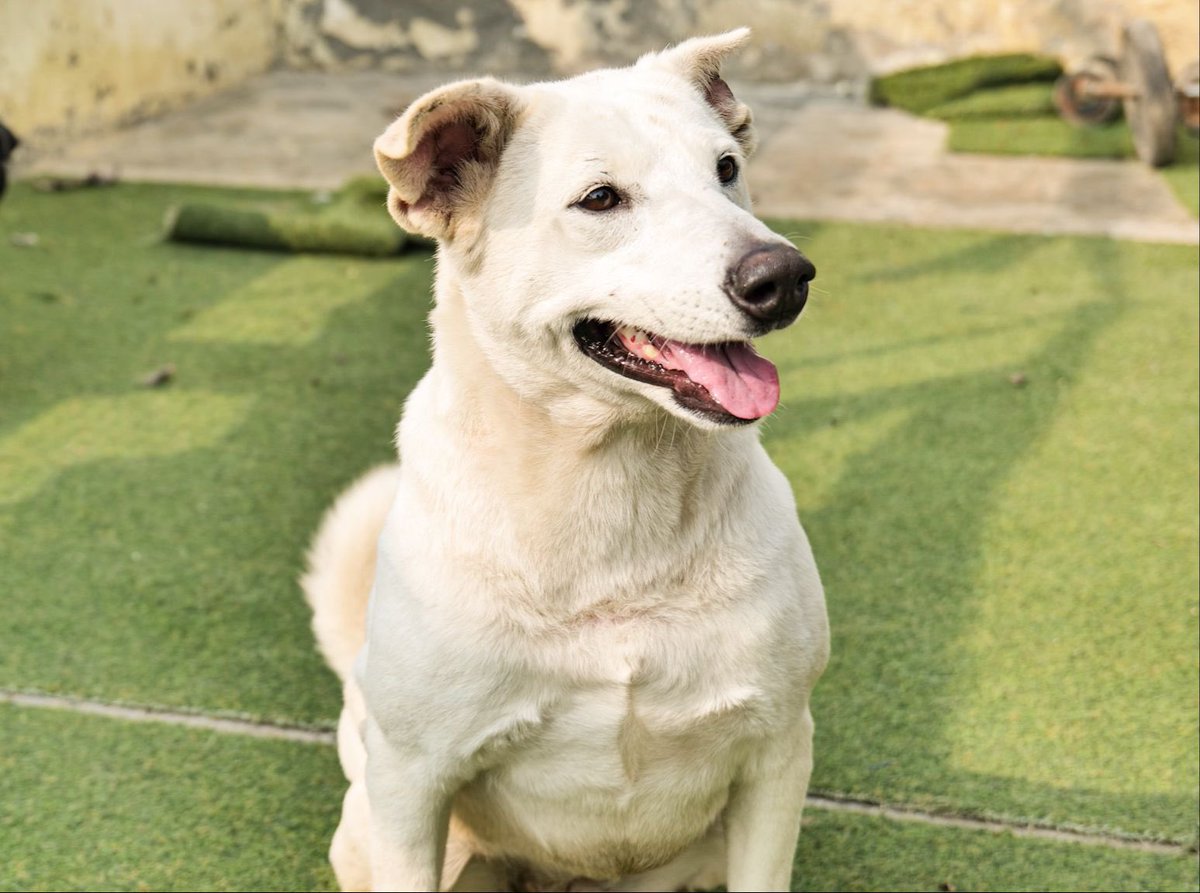 kawfoundation's tweet photo. Everyone needs that ray of ‘Sunshine’ in life, don’t they?

This beautiful girl you see here is Sunshine. She's 2.5-3years old is vaccinated, sterilised &amp; completely healthy. 

To adopt:
WhatsApp: +91 9560470202 
https://t.co/8J4ZQJpHdv

https://t.co/nvZE5h5xJp
#Adopt #Fyp #Dog https://t.co/UINdh3ODLm