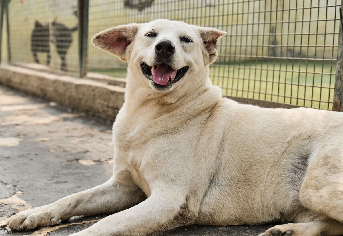 kawfoundation's tweet photo. Everyone needs that ray of ‘Sunshine’ in life, don’t they?

This beautiful girl you see here is Sunshine. She's 2.5-3years old is vaccinated, sterilised &amp; completely healthy. 

To adopt:
WhatsApp: +91 9560470202 
https://t.co/8J4ZQJpHdv

https://t.co/nvZE5h5xJp
#Adopt #Fyp #Dog https://t.co/UINdh3ODLm