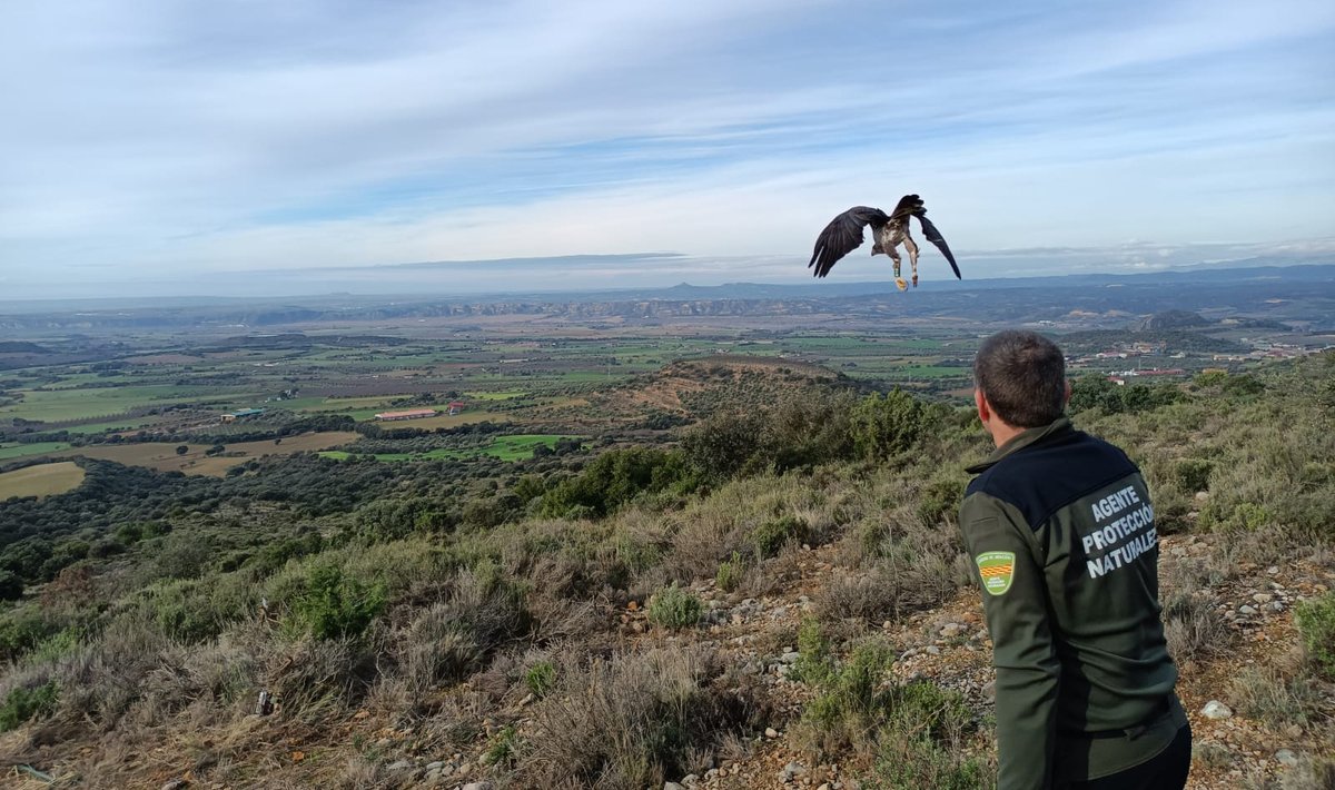 Nueva acción con el águila de Bonelli en #Aragón: captura y marcaje con GPS de una hembra de origen salvaje grefa.org/noticias/103-o…