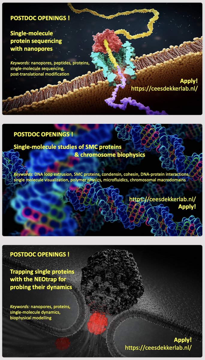cees_dekker's tweet image. WORK!

We have multiple postdoc openings in our #CDlab for very exciting biophysics research!

Check it out: ceesdekkerlab.nl/come-join-us/ 
(and talk to me if you happen to visit the #BPS2023)

RT = supernice 👍