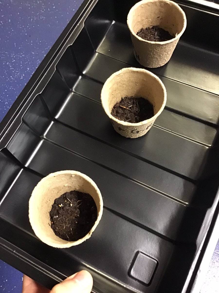 CanonYearFive's tweet image. We have had some growth, surprisingly from the cress that was placed in the cupboard! The children have been making sure that the plants have been watered every day and have been monitoring their progress. 🪴 #CSPSScience #SowGrowAndFarm @Cornerstonesedu @LT_Trust @CanonSharples